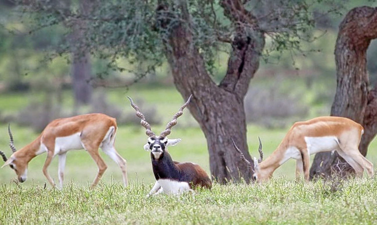 rehekuri-blackbuck-sanctuary-img